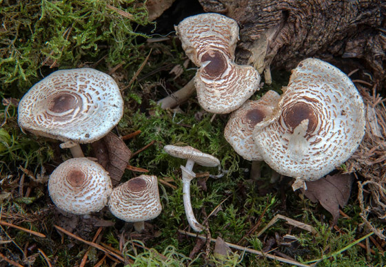 بالصور: تعرفوا إلى 5 نباتات غريبة تشبه الأعضاء البشرية صورة رقم 5