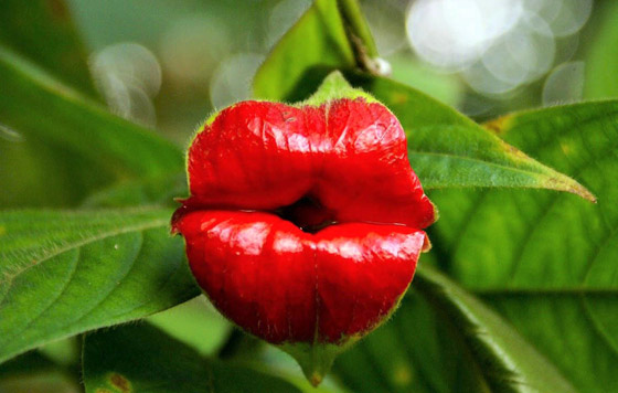 بالصور: تعرفوا إلى 5 نباتات غريبة تشبه الأعضاء البشرية صورة رقم 7