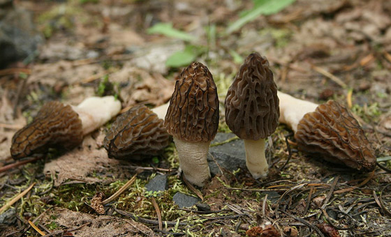 بالصور: تعرفوا إلى 5 نباتات غريبة تشبه الأعضاء البشرية صورة رقم 9