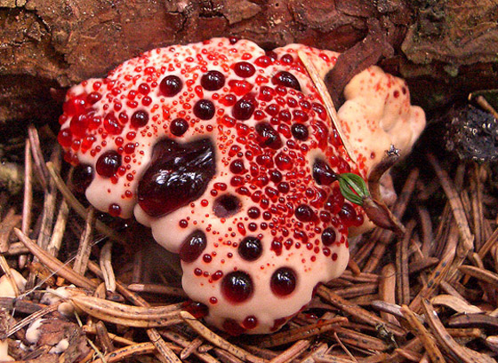 بالصور: تعرفوا إلى 5 نباتات غريبة تشبه الأعضاء البشرية صورة رقم 2