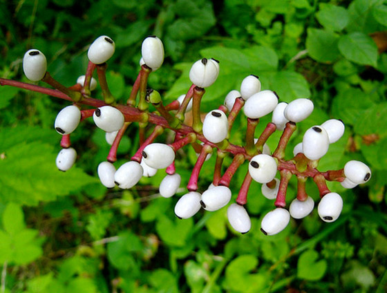 بالصور: تعرفوا إلى 5 نباتات غريبة تشبه الأعضاء البشرية صورة رقم 4