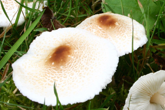 بالصور: تعرفوا إلى 5 نباتات غريبة تشبه الأعضاء البشرية صورة رقم 6