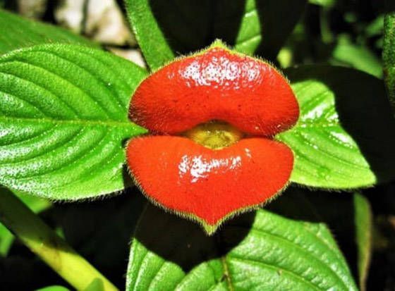 بالصور: تعرفوا إلى 5 نباتات غريبة تشبه الأعضاء البشرية صورة رقم 8