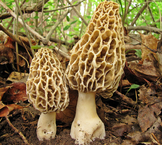 بالصور: تعرفوا إلى 5 نباتات غريبة تشبه الأعضاء البشرية صورة رقم 10