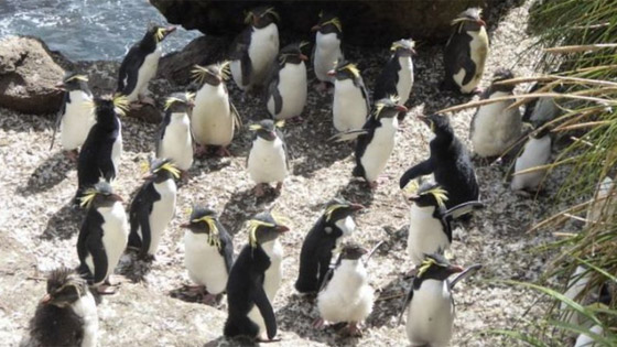 كيف تبدو الحياة في أبعد جزيرة مأهولة في العالم؟ صورة رقم 16