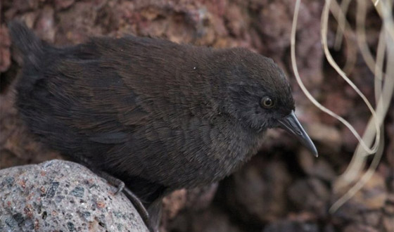 كيف تبدو الحياة في أبعد جزيرة مأهولة في العالم؟ صورة رقم 17