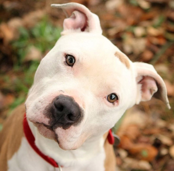 5 أدلة صغيرة وغريبة ساهمت في كشف ملابسات جرائم قتل معقدة! صورة رقم 1