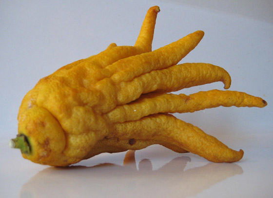 بالصور: تعرفوا إلى 18 من أغرب الفواكه العجيبة في العالم صورة رقم 1