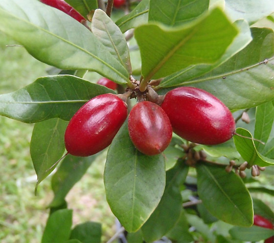 بالصور: تعرفوا إلى 18 من أغرب الفواكه العجيبة في العالم صورة رقم 2