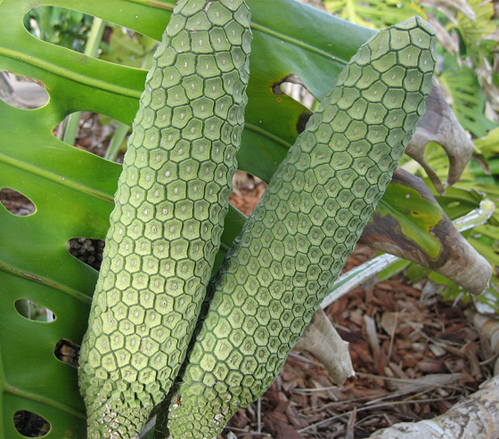 بالصور: تعرفوا إلى 18 من أغرب الفواكه العجيبة في العالم صورة رقم 5