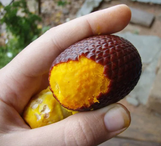 بالصور: تعرفوا إلى 18 من أغرب الفواكه العجيبة في العالم صورة رقم 6