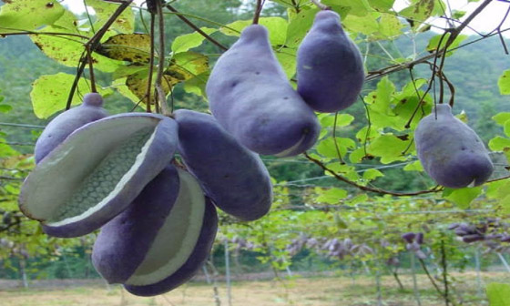 بالصور: تعرفوا إلى 18 من أغرب الفواكه العجيبة في العالم صورة رقم 10