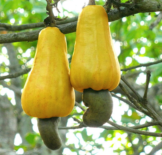 بالصور: تعرفوا إلى 18 من أغرب الفواكه العجيبة في العالم صورة رقم 15