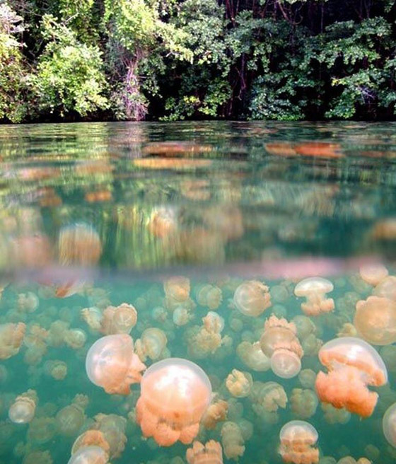 صور: تعرفوا إلى بحيرة القناديل الذهبية الخلابة في جزيرة بالاو المثيرة صورة رقم 9