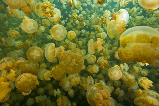 صور: تعرفوا إلى بحيرة القناديل الذهبية الخلابة في جزيرة بالاو المثيرة صورة رقم 4