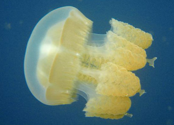 صور: تعرفوا إلى بحيرة القناديل الذهبية الخلابة في جزيرة بالاو المثيرة صورة رقم 14