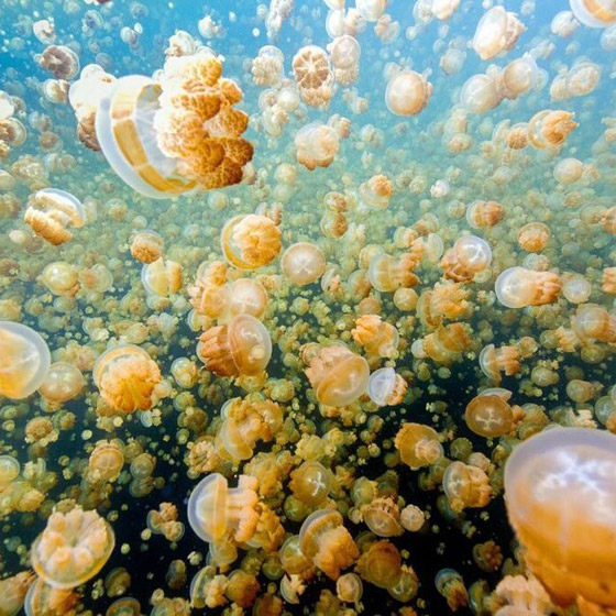 صور: تعرفوا إلى بحيرة القناديل الذهبية الخلابة في جزيرة بالاو المثيرة صورة رقم 6