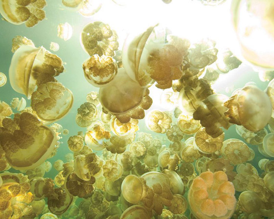 صور: تعرفوا إلى بحيرة القناديل الذهبية الخلابة في جزيرة بالاو المثيرة صورة رقم 18