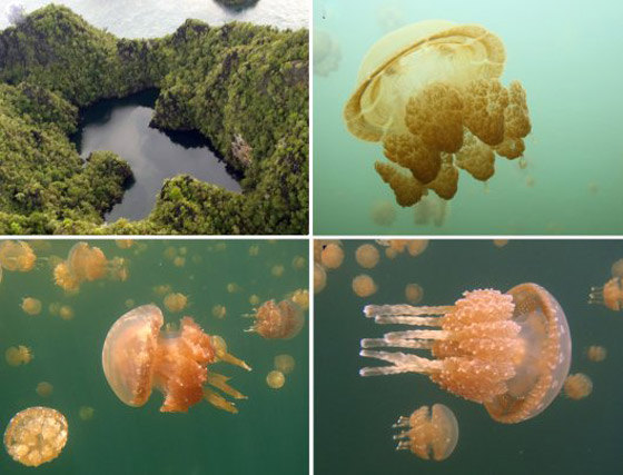 صور: تعرفوا إلى بحيرة القناديل الذهبية الخلابة في جزيرة بالاو المثيرة صورة رقم 19