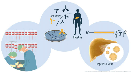 الفائزون بجائزة نوبل في الطب 2020: اكتشفوا فيروس وأنقذوا حياة الملايين صورة رقم 13