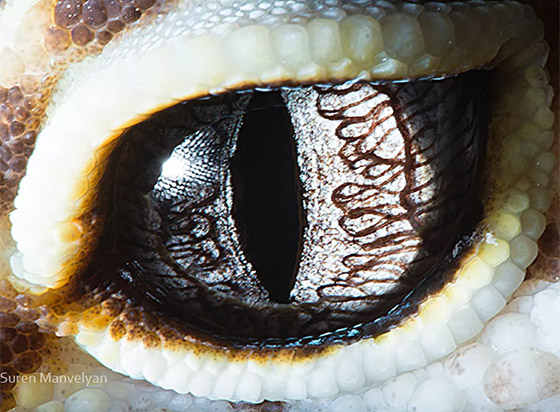 قطب شمالي ومجرات.. صور مذهلة مقربة لعيون بعدسة تصوير الماكرو! صورة رقم 2