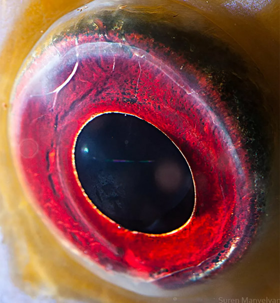 قطب شمالي ومجرات.. صور مذهلة مقربة لعيون بعدسة تصوير الماكرو! صورة رقم 4