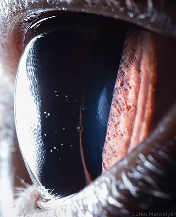 قطب شمالي ومجرات.. صور مذهلة مقربة لعيون بعدسة تصوير الماكرو! صورة رقم 6