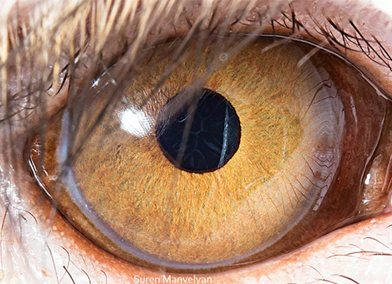 قطب شمالي ومجرات.. صور مذهلة مقربة لعيون بعدسة تصوير الماكرو! صورة رقم 8