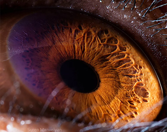 قطب شمالي ومجرات.. صور مذهلة مقربة لعيون بعدسة تصوير الماكرو! صورة رقم 12