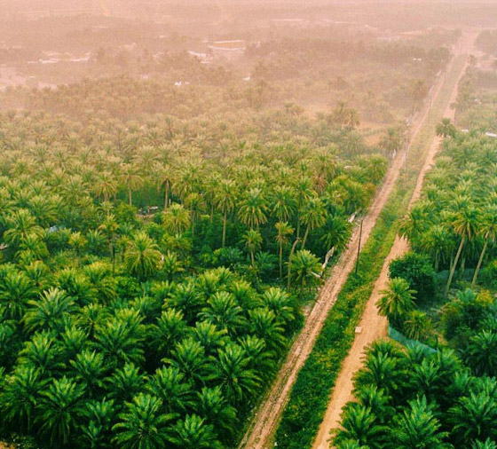صور: موسوعة غينيس تعلن تسجيل الأحساء بالسعودية كأكبر واحة بالعالم صورة رقم 17
