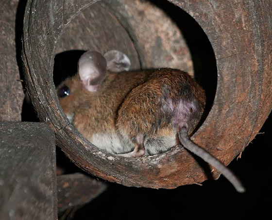 بالصور: تعرفوا إلى 10 حيوانات أجبرها البشر على التطور! صورة رقم 3