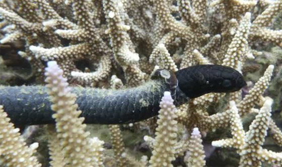 بالصور: تعرفوا إلى 10 حيوانات أجبرها البشر على التطور! صورة رقم 5