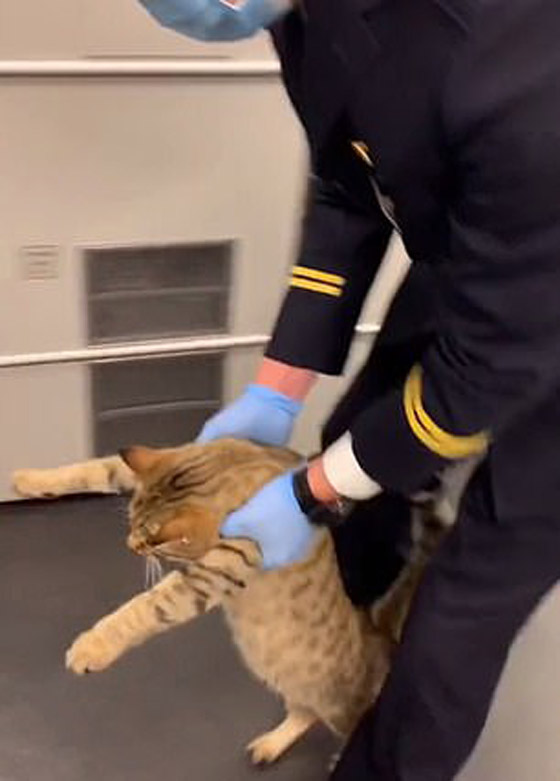 بالفيديو.. قطار صيني يطردُ قطة 