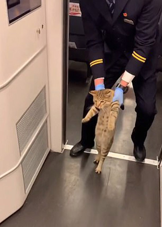 بالفيديو.. قطار صيني يطردُ قطة 
