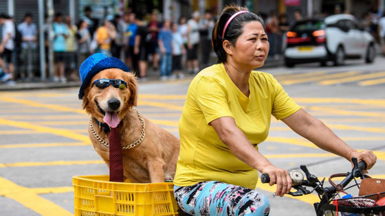 بالصور: إليكم أفضل وأروع 10 أحياء منزلية في العالم صورة رقم 8