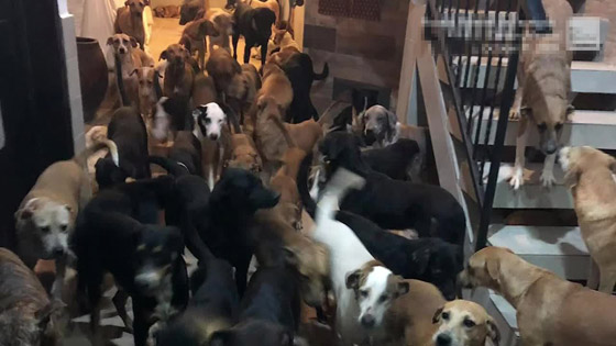 خوفا من الإعصار.. أب فتح بيته لإيواء 300 كلب واحتضنهم بغرف أبنائه صورة رقم 9 خوفا من الإعصار.. أب فتح بيته لإيواء 300 كلب واحتضنهم بغرف أبنائه صورة رقم 9