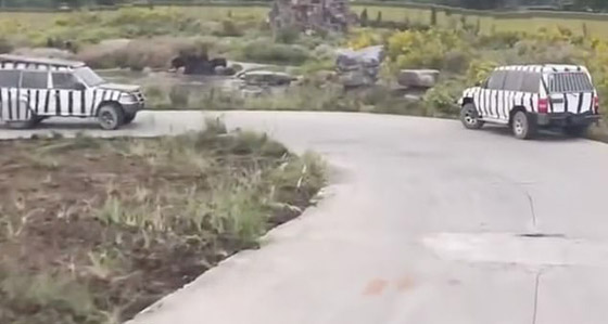 حدث مأساوي.. دببة سوداء تقتل حارس حديقة دهسا بأقدامها في الصين! صورة رقم 1 حدث مأساوي.. دببة سوداء تقتل حارس حديقة دهسا بأقدامها في الصين! صورة رقم 1