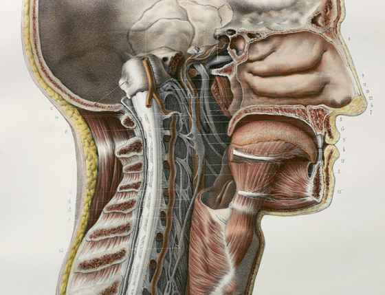 حدث طبي نادر أصاب العلماء بالذهول.. اكتشاف أعضاء جديدة في الإنسان! صورة رقم 1