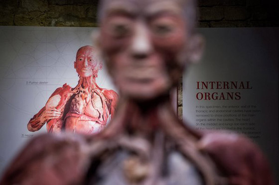 حدث طبي نادر أصاب العلماء بالذهول.. اكتشاف أعضاء جديدة في الإنسان! صورة رقم 4