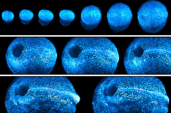 حدث طبي نادر أصاب العلماء بالذهول.. اكتشاف أعضاء جديدة في الإنسان! صورة رقم 3