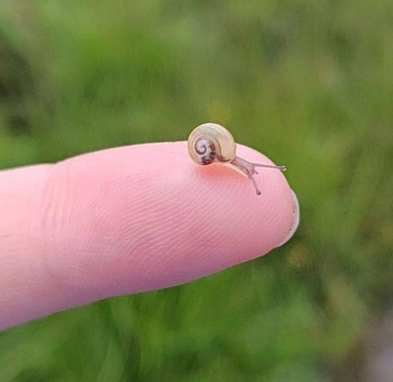 صور مثيرة لأغرب الأحجام غير المتوقعة صورة رقم 11