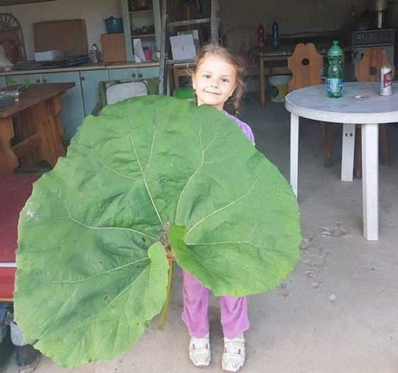 صور مثيرة لأغرب الأحجام غير المتوقعة صورة رقم 4