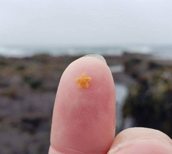 صور مثيرة لأغرب الأحجام غير المتوقعة صورة رقم 5