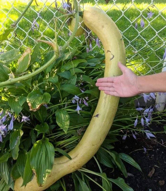 صور مثيرة لأغرب الأحجام غير المتوقعة صورة رقم 7