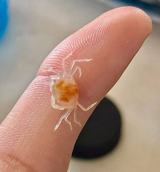 صور مثيرة لأغرب الأحجام غير المتوقعة صورة رقم 8