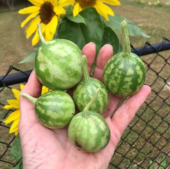 صور مثيرة لأغرب الأحجام غير المتوقعة صورة رقم 9
