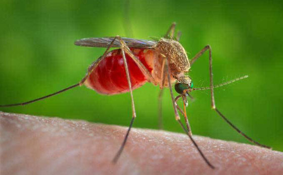 أغرب الجرائم وألغازها.. عندما يسقط الجاني بطرق غير متوقعة! صورة رقم 2 أغرب الجرائم وألغازها.. عندما يسقط الجاني بطرق غير متوقعة! صورة رقم 2