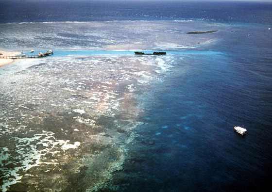 برج الشفرة: اكتشاف جبل مرجاني هائل في أعماق البحر ينافس برج خليفة صورة رقم 9