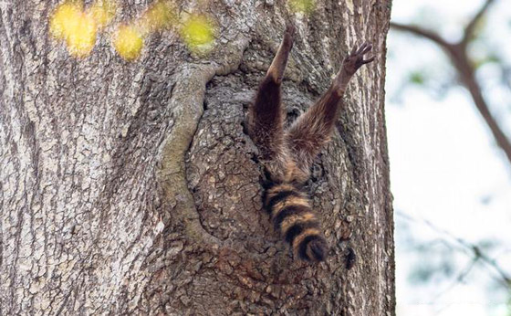 بالصور.. حين تصطاد العدسة لقطات طريفة لا تتكرر في الحياة البرية صورة رقم 1