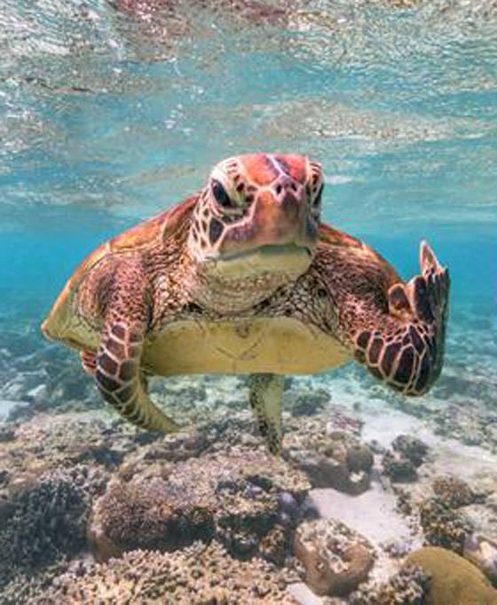 بالصور.. حين تصطاد العدسة لقطات طريفة لا تتكرر في الحياة البرية صورة رقم 2